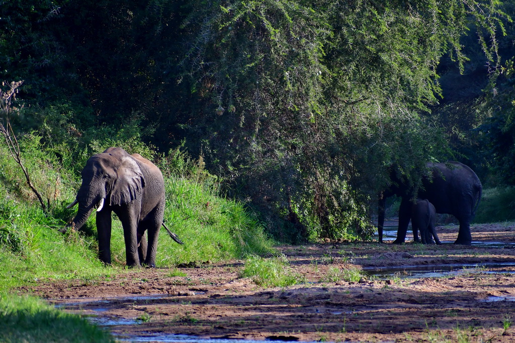 Lake Manyara NP